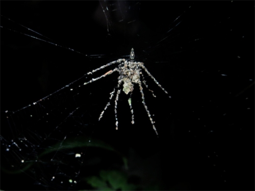 Estabilimento da nova Cyclosa, imitando em detalhe uma aranha.
