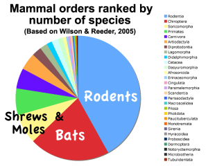 Class_Mammal_Orders