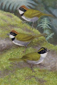 This painting shows three Arremon brush-finches: top – Arremon brunneinucha brunneinucha, middle – the newly discovered Arremon kuehnerii; bottom – Arremon virenticeps. Image credit: Navarro-Sigüenza AG et al / the Wilson Journal of Ornithology.