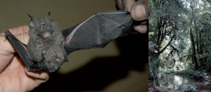 Uma das novas espécies de morcego, Rhinolophus willardi, e foto do seu habitat na República Democrática do Congo, no Rio Kilicha